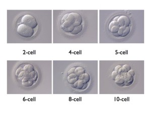 embryo cell division